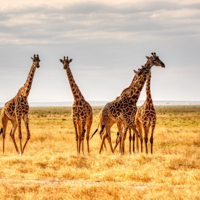 Kenia Header Programm FWD Community Service 4 6 M. mariola grobelska unsplash