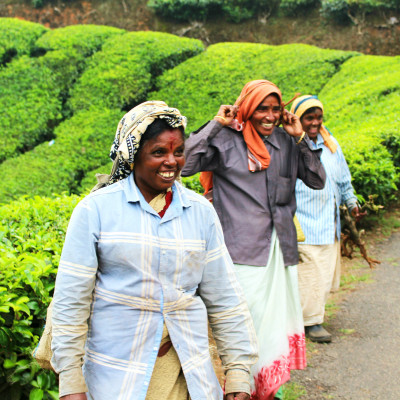 Fotowettbewerb Tea Pickers in Munnar 1