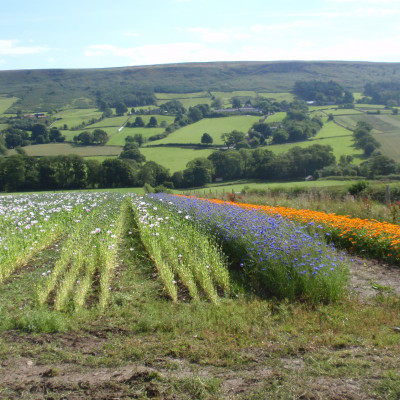 Summer fields 2