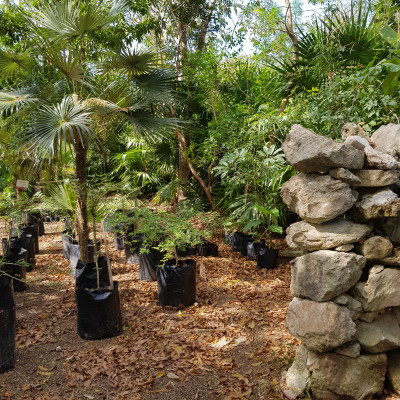 2024 Vivero Forestal 08
