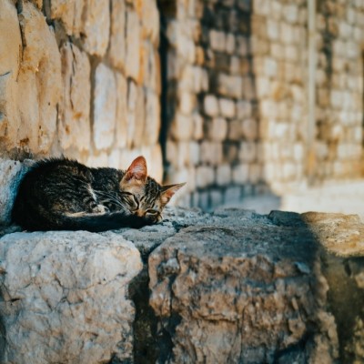 Animal Rescue stray cat