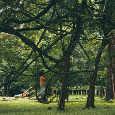 Kind auf Baum Kambodscha Pexels