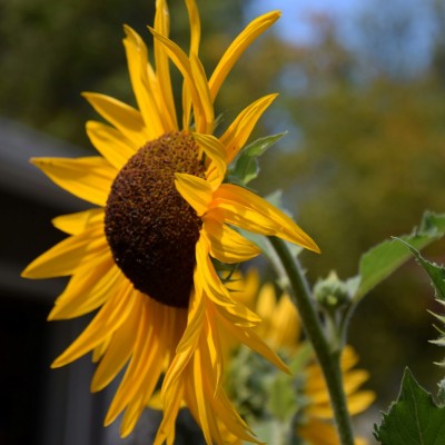 Sunflower