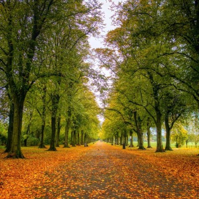 herbstallee baeume laub preston england