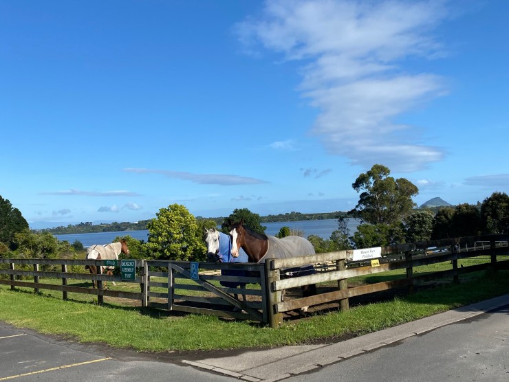 NZL Tauranga 1