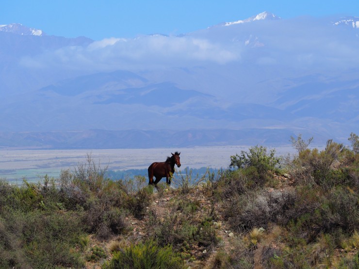 Pferd in Mendoza