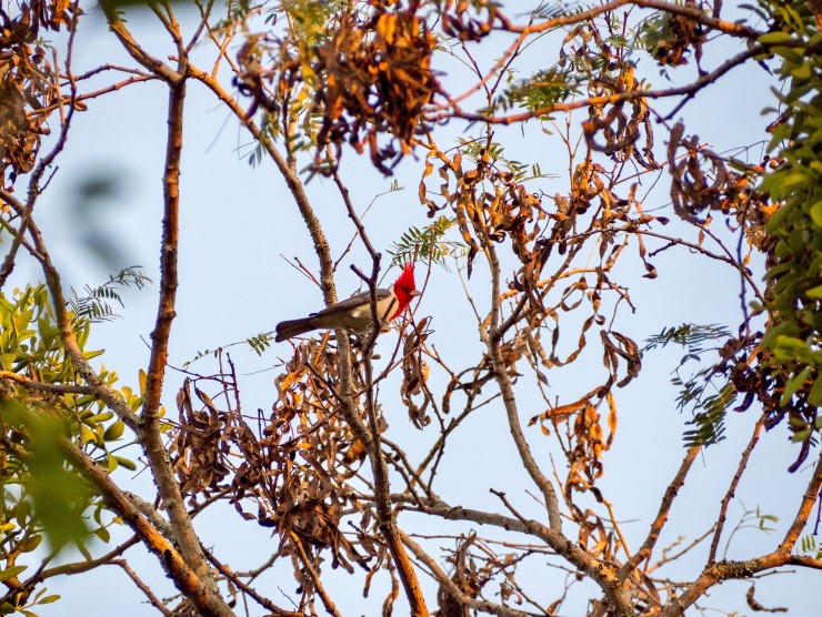 Bunter Vogel Paraguay