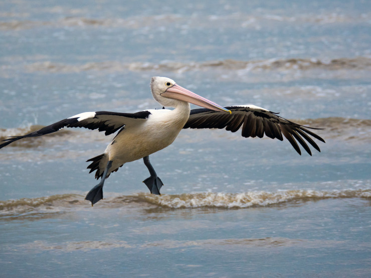 Ein Pelikan hebt vom Wasser in die Luft ab.