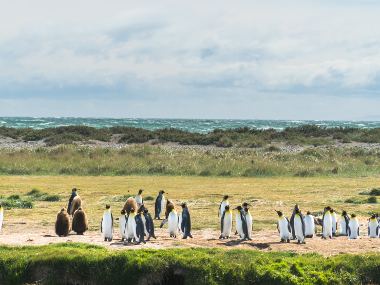 Eine Gruppe Pinguine