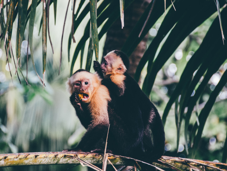 Zwei kleine Affen im Regenwald