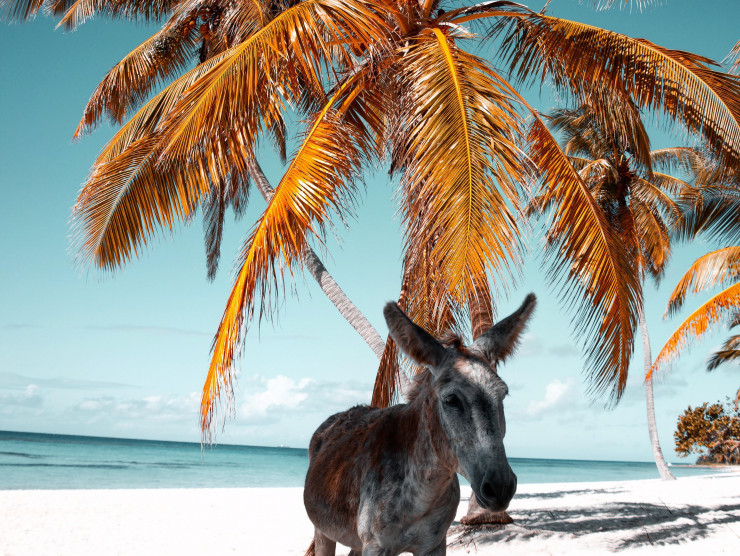 Esel am Strand unter einer Palme