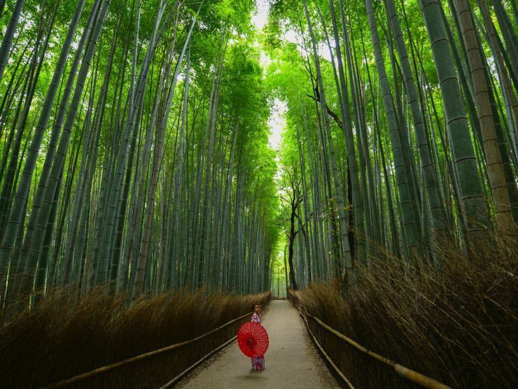 Weg durch einen Wald voller Bambus und Bäume