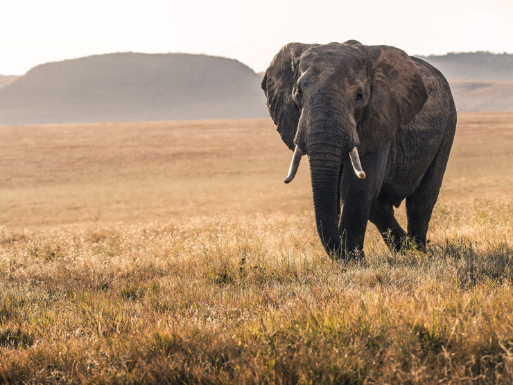 afrikanischer Elefant in der Savanne