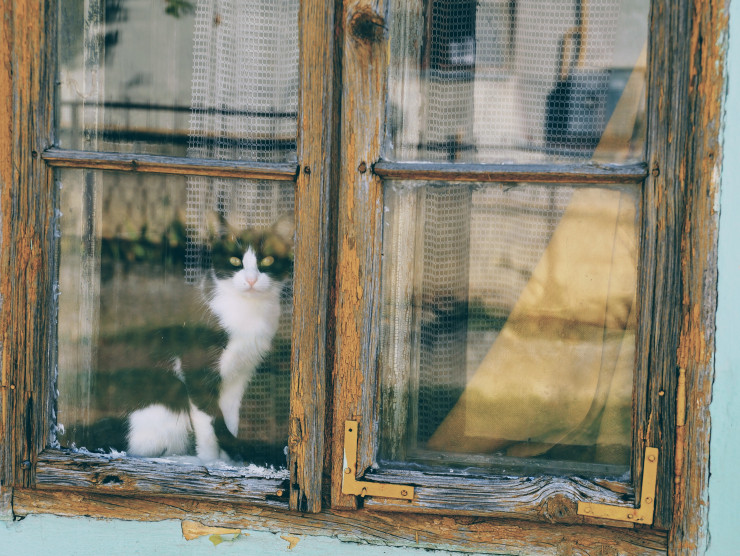 schwarz-weiße Katze schaut aus einem Holzfenster