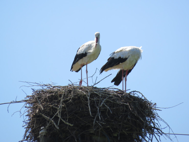 zwei Störche im Nest