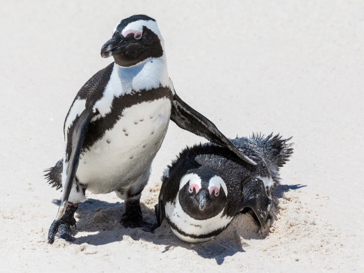 Pinguine am Strand
