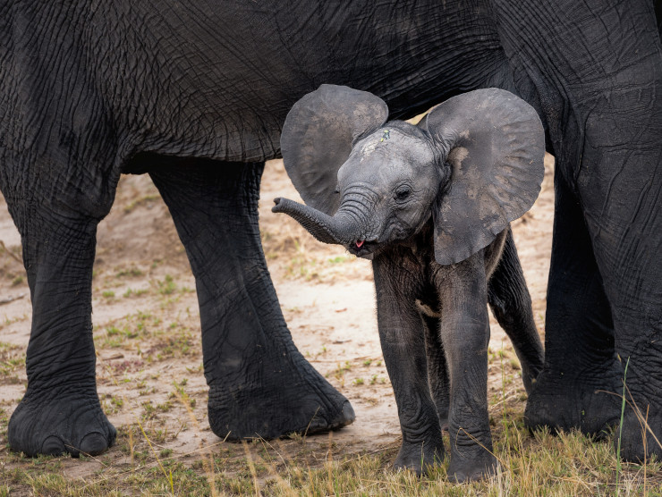 kleiner Elefant mit Elefantenkuh