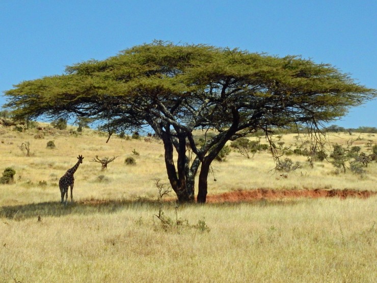 Giraffe unter einem Baum in der Savanne