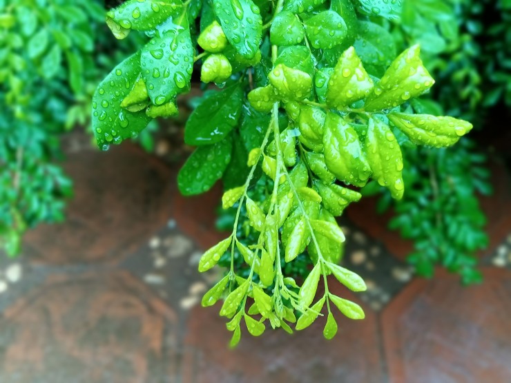 Sattgrüne Pflanze